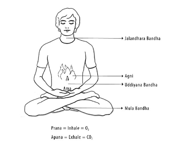 bandha, internal locks, chakra, mulabandha, uddiyana bandha, jalandhara bandha, maha bandha, mettayoga.net, kundalini yoga, kundalini awakening, shakti, prana, apana, 
